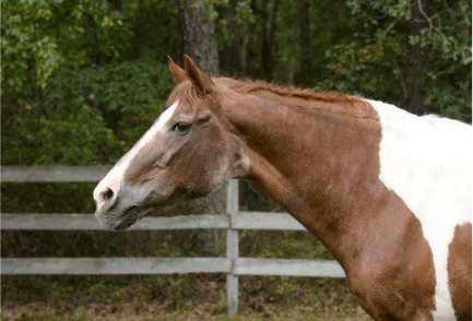 Begrip en beheer van leeftijdsgerelateerde problemen bij geriatrische paarden - Haygain Netherlands