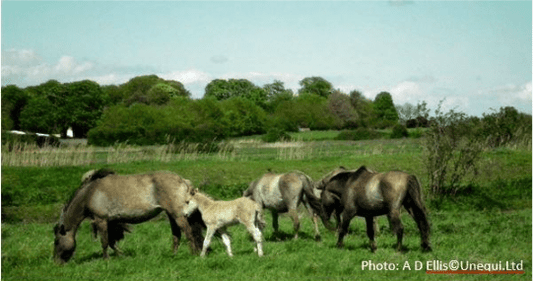 Het Ingewikkelde Proces van Voervertering bij Paarden: Een Kijkje in het Paardelijke Spijsverteringskanaal - Haygain Netherlands