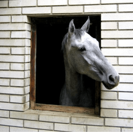 Het Vitale Belang van Stalvloeren in Paarden Huisvesting Begrijpen - Haygain Netherlands