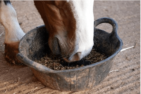 Zijn de Gouden Regels van Voeding nog essentieel in Moderne Paardenzorg? - Haygain Netherlands
